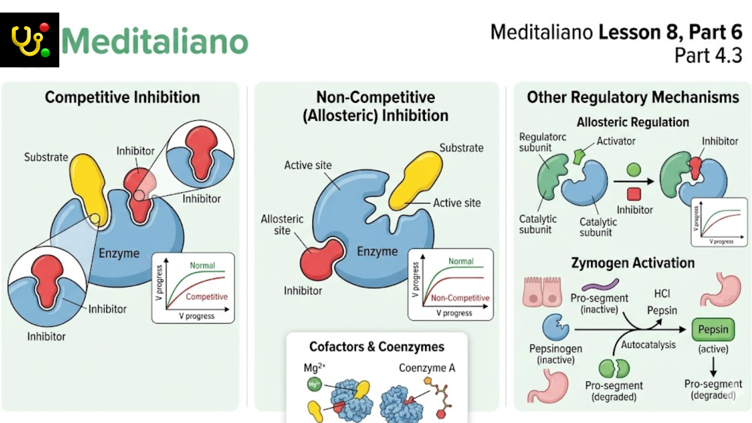 Enzyme Inhibition and Regulation