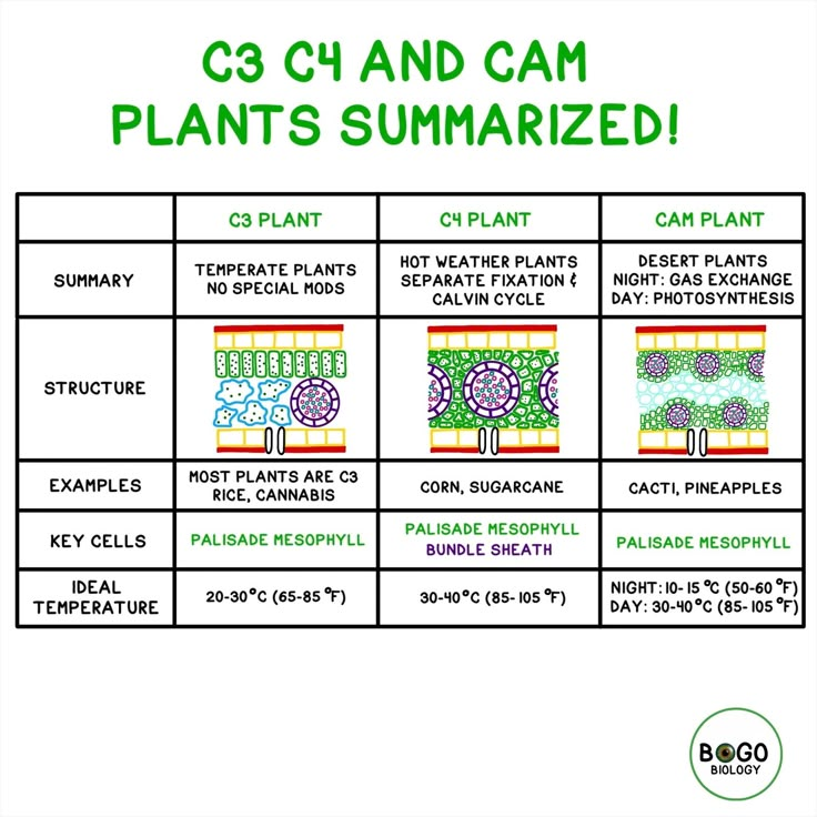 Comparison of C3 C4 and CAM photosynthesis