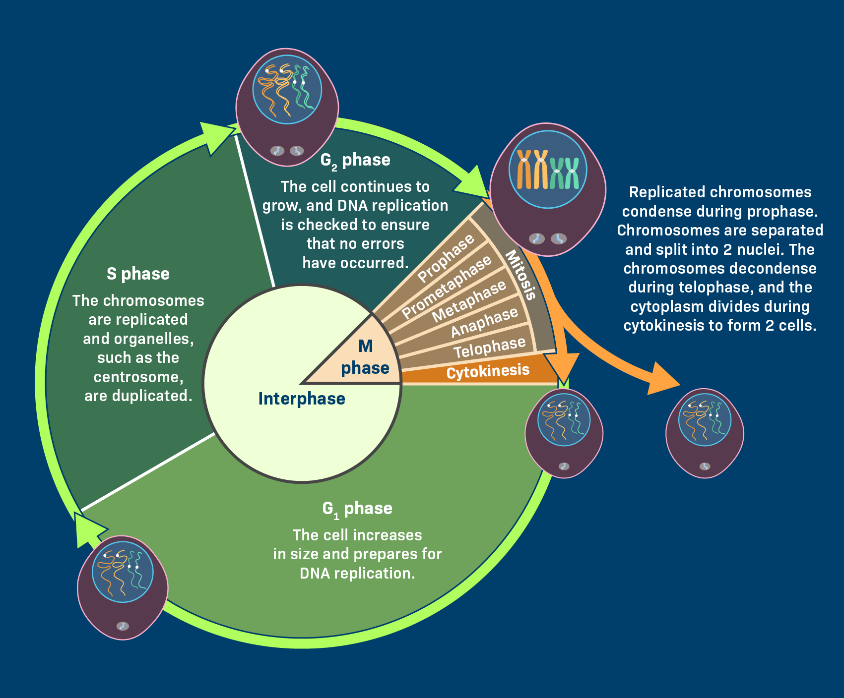 Eukaryotic cell cycle and checkpoints