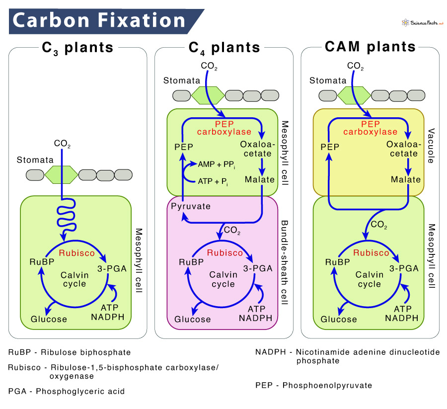 Succulent CAM leaf cross section