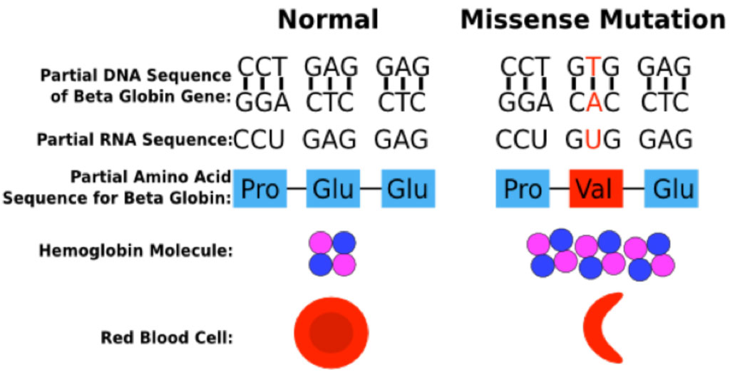 Frameshift mutation
