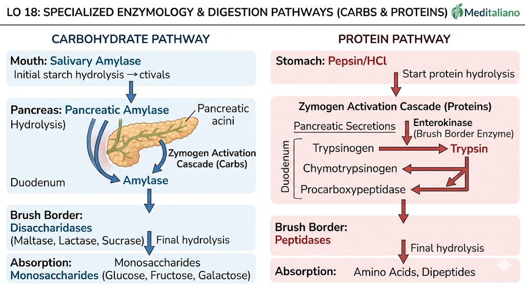 Carbohydrate and Protein Digestion Pathway