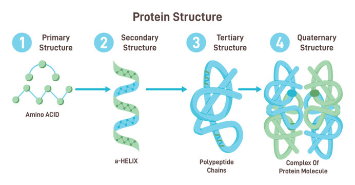 Four levels of protein structure