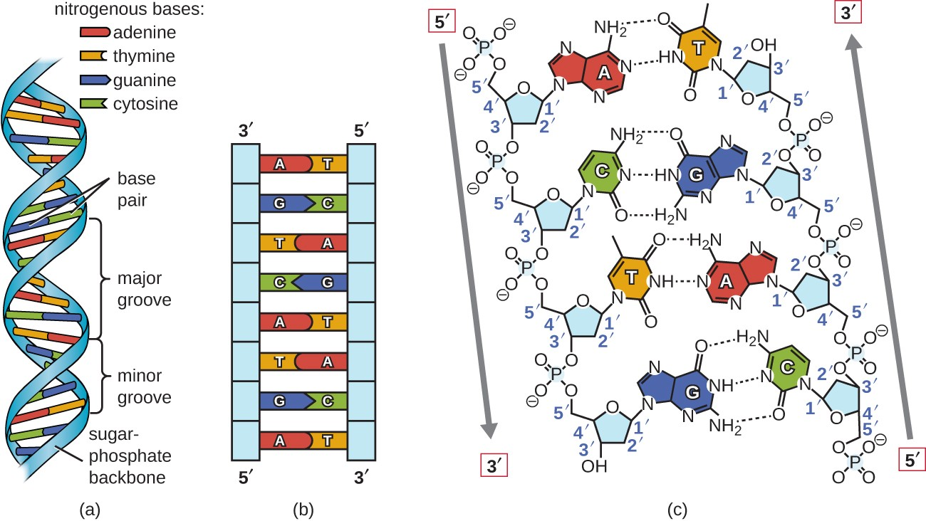 DNA and RNA structural differences