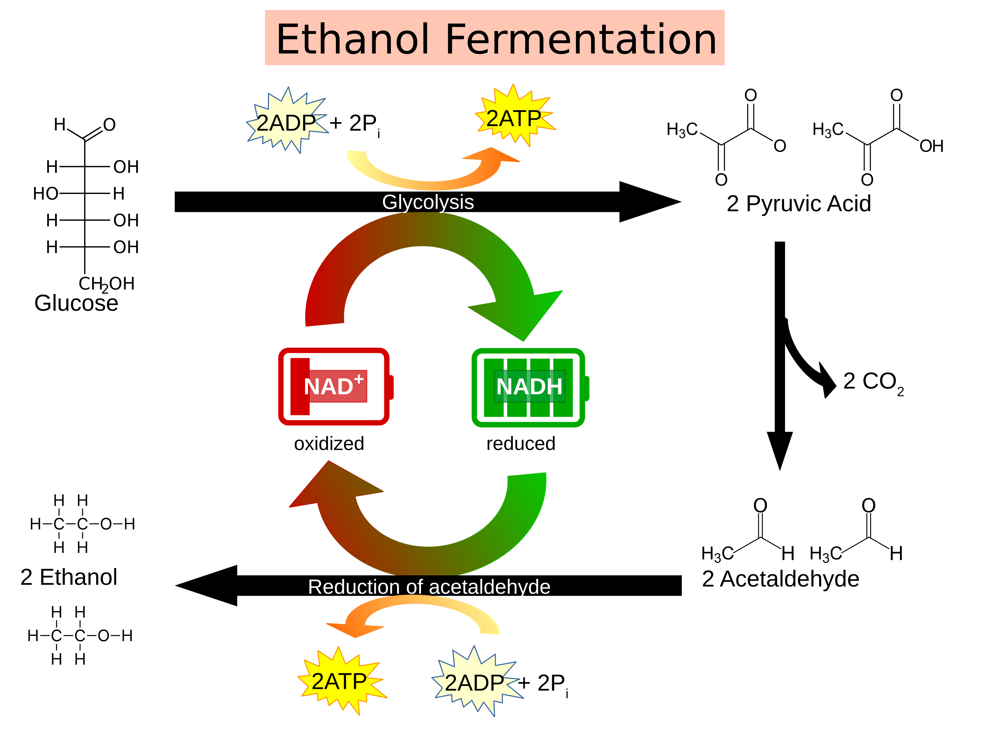 Citric acid cycle