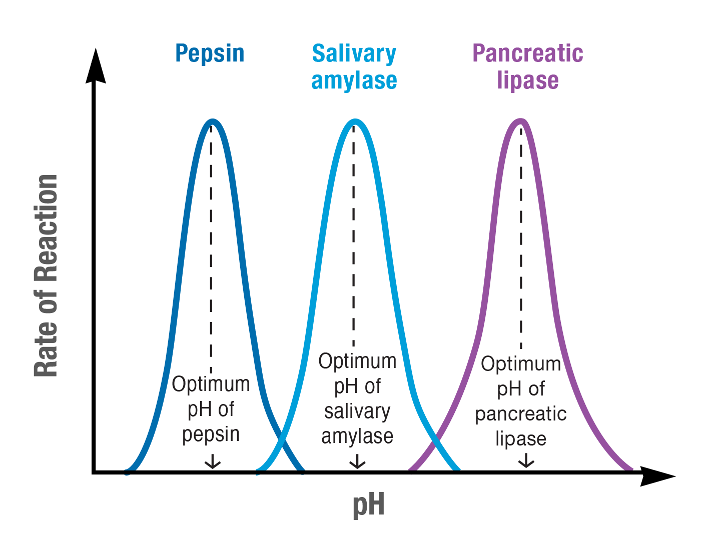 Protein denaturation
