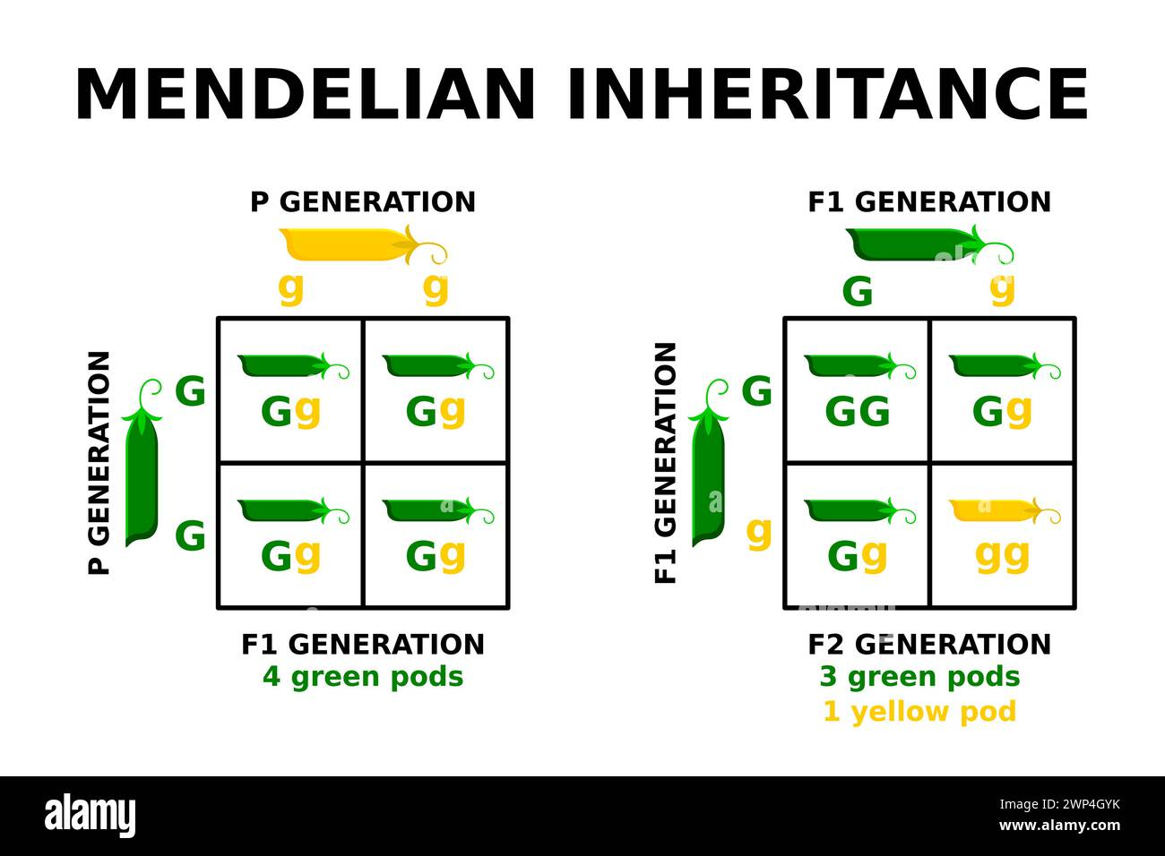 Chromosomal basis of independent assortment