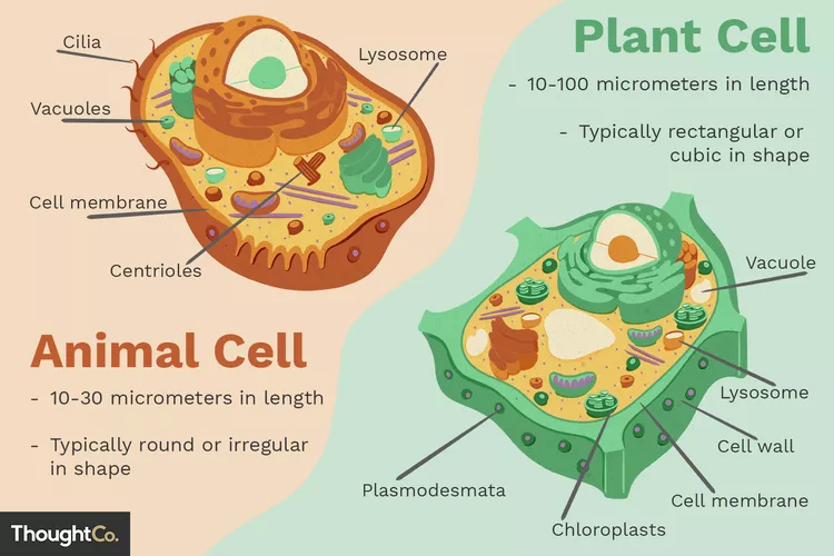 Eukaryotic cell structure