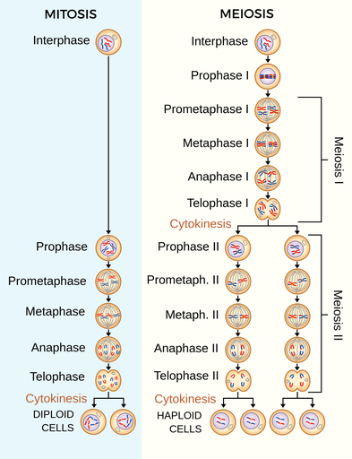 Detailed Comparison: Mitosis vs. Meiosis