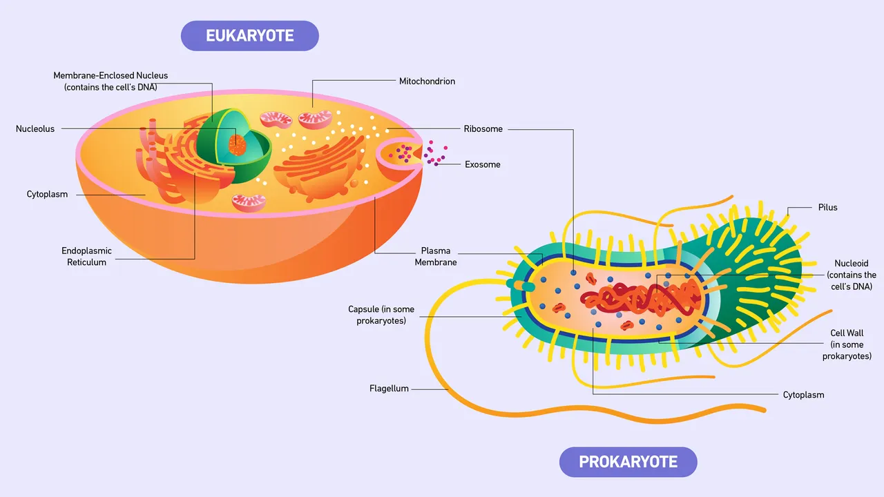 Prokaryotic vs. Eukaryotic Cells
