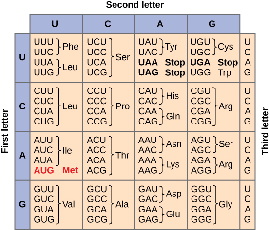 Genetic code codon wheel