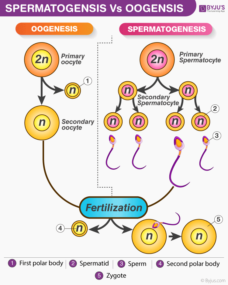 Stages of early embryonic development