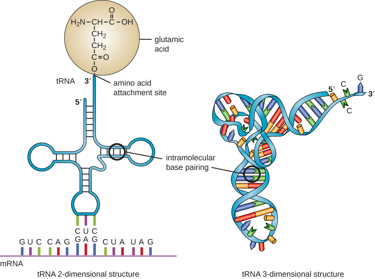 Wobble base pairing