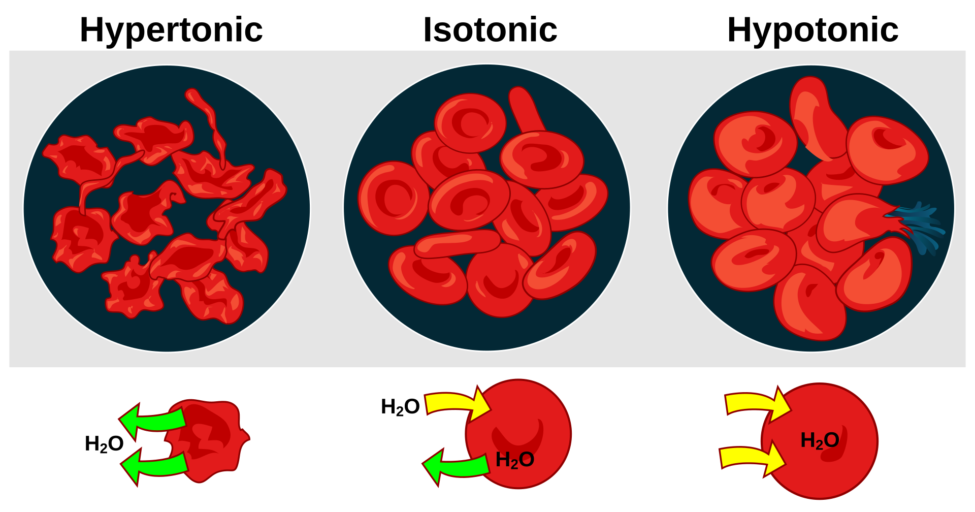 Osmosis in Animal Cells (Red Blood Cells)
