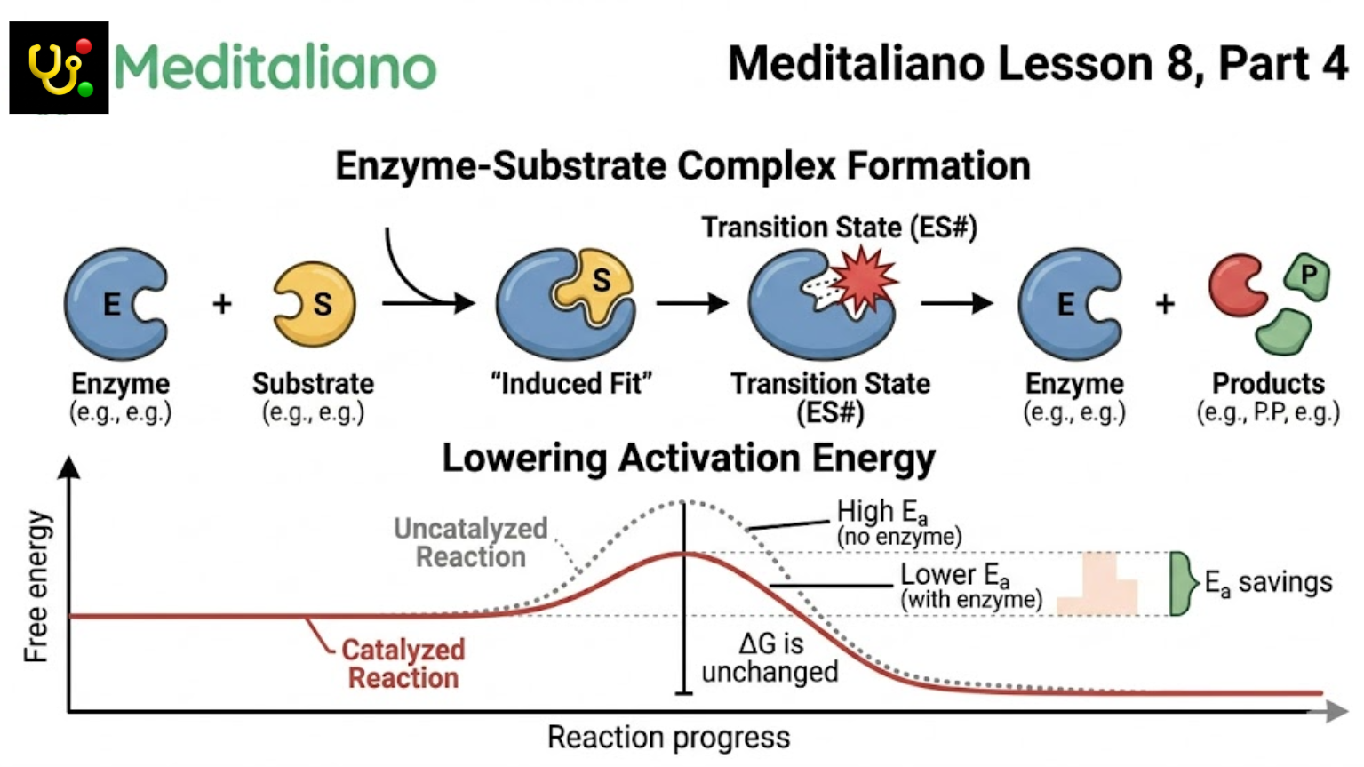 Enzyme Mechanism and Activation Energy Reduction