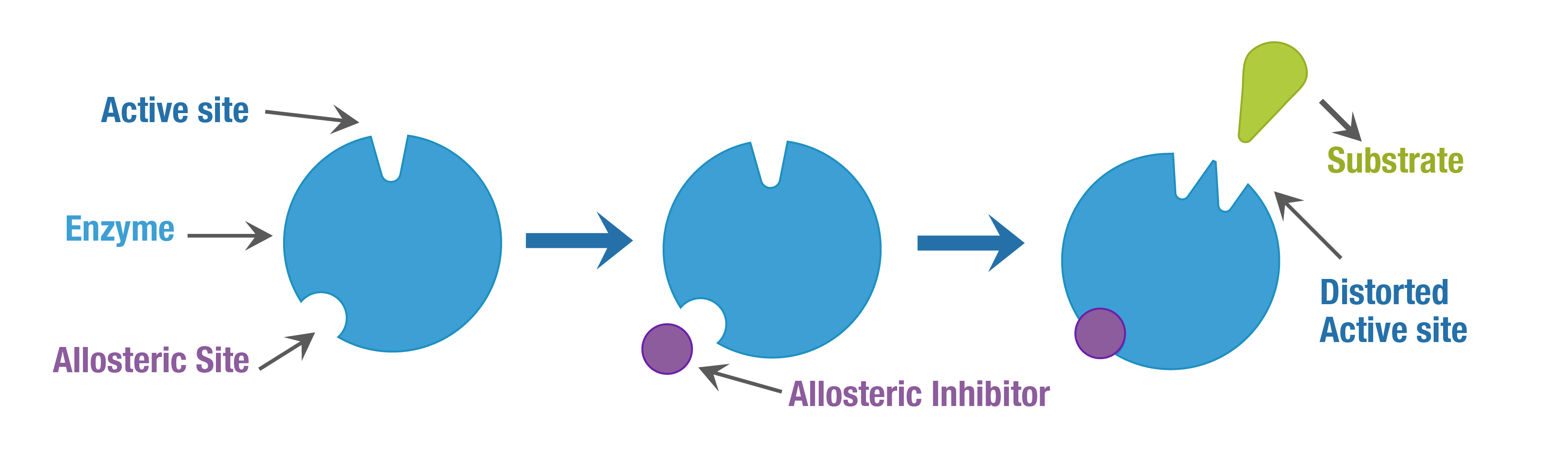 Enzyme active site saturation