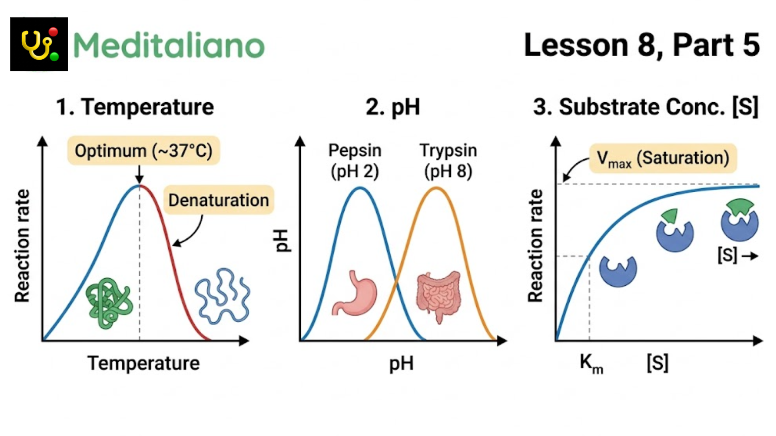 Enzyme Inhibition Patterns