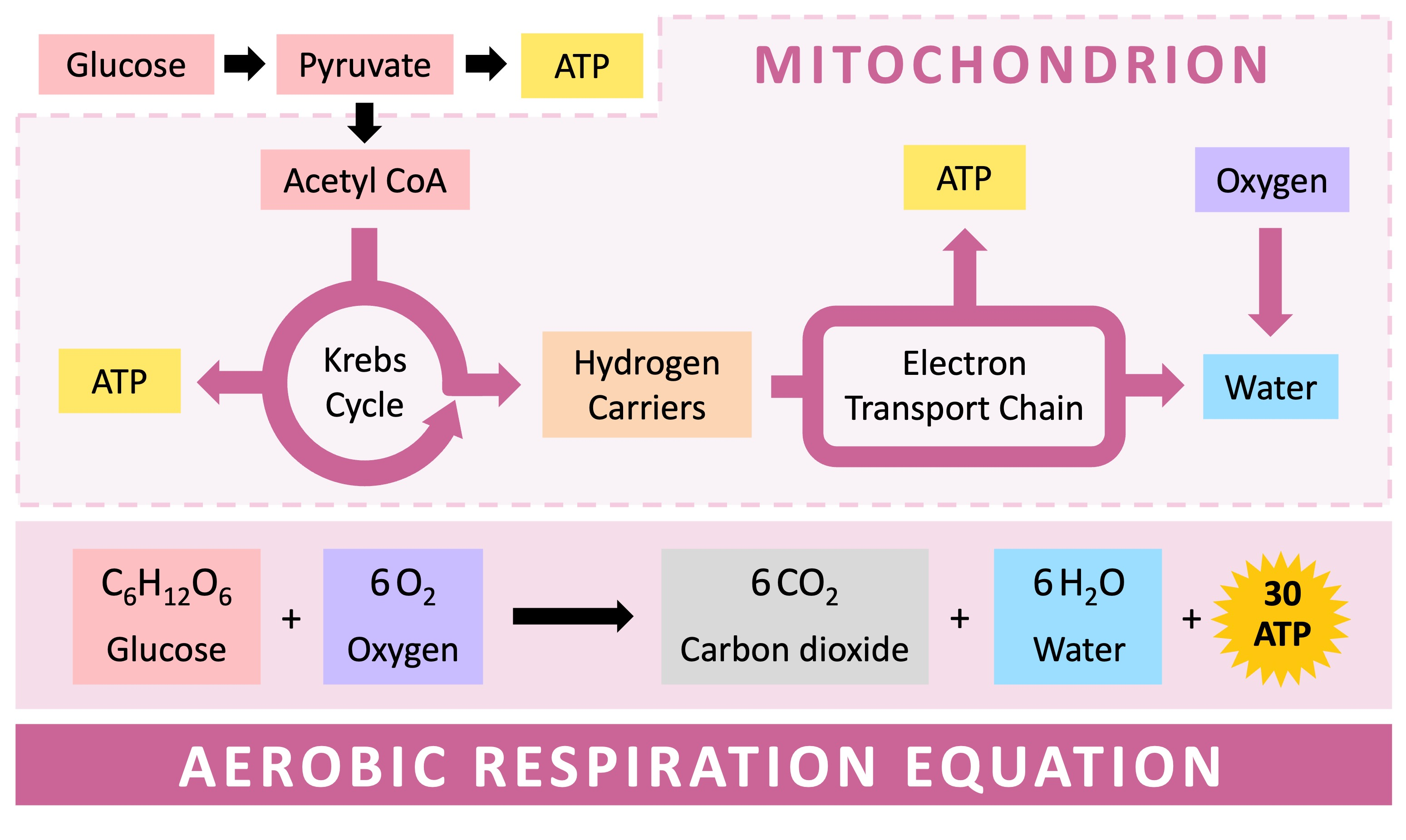 F0F1 ATP synthase