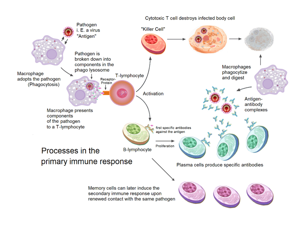 MHC presentation and T cell activation