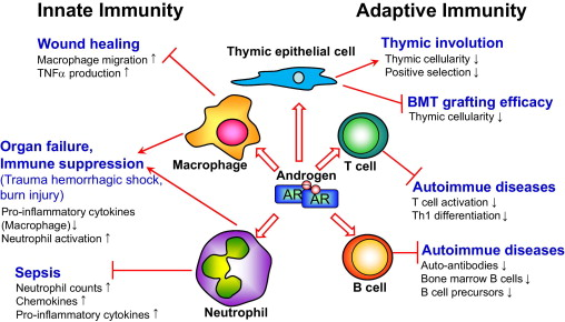 Phagocytosis pathway