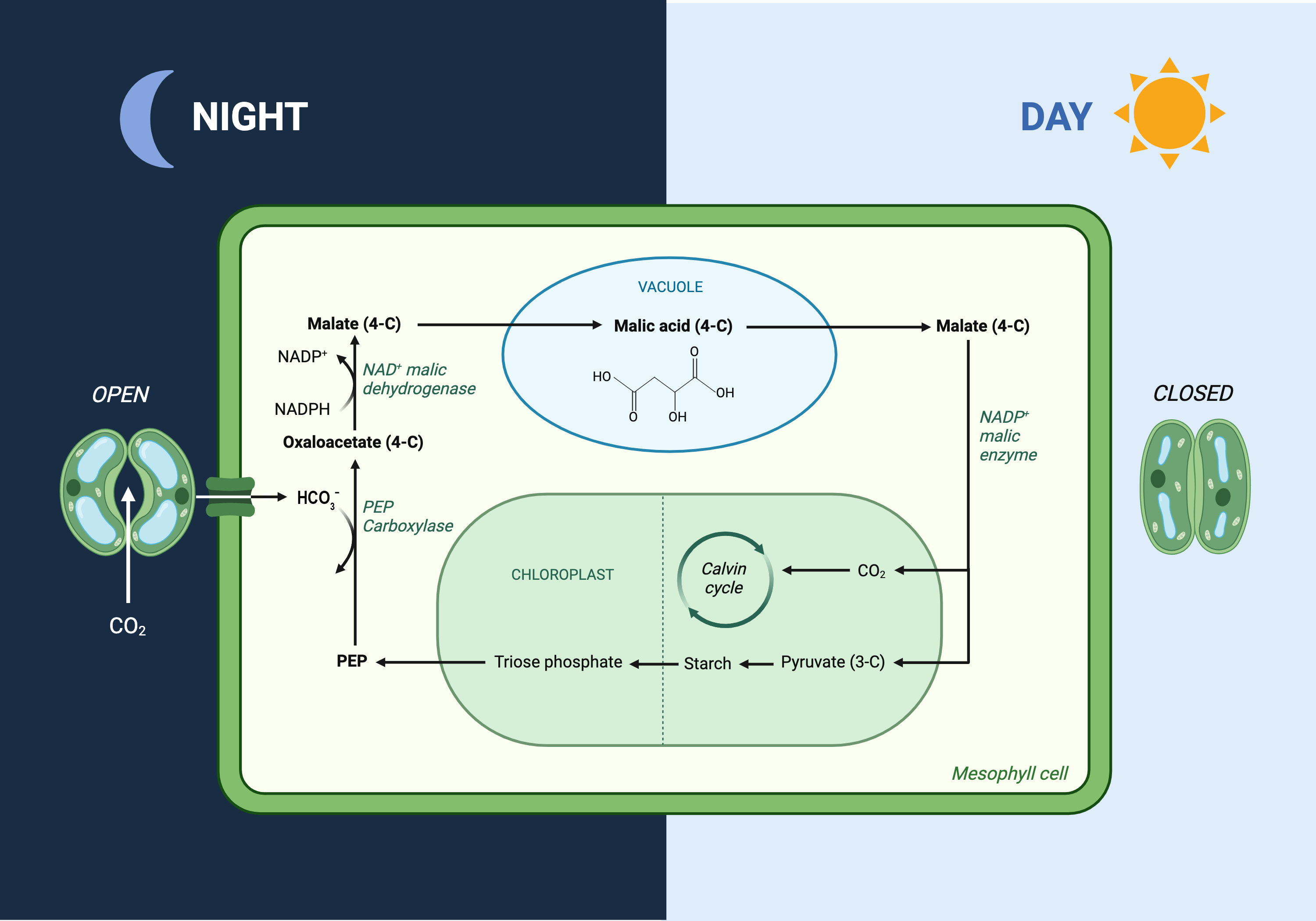 CAM photosynthesis cycle