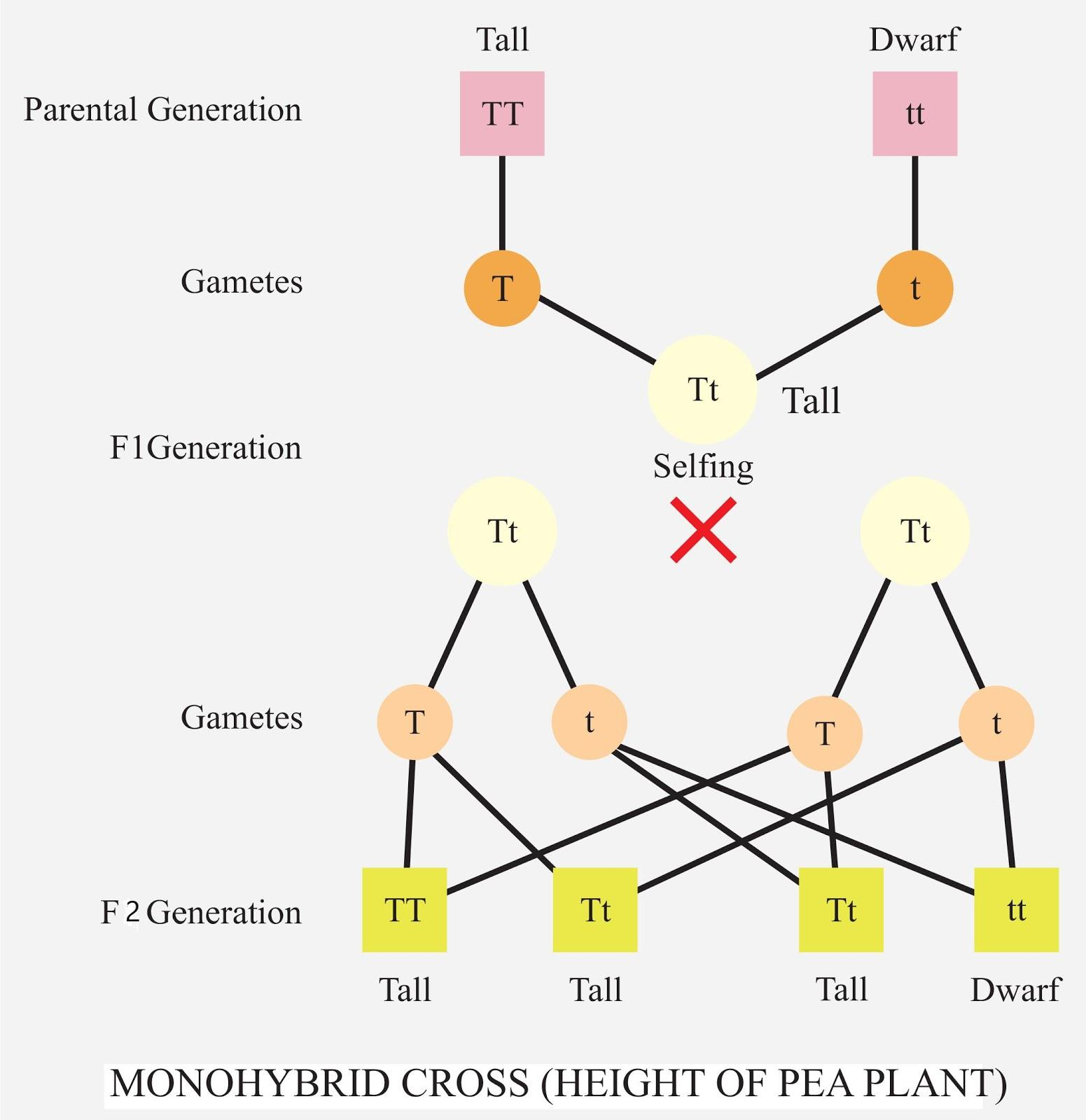 Monohybrid Punnett square