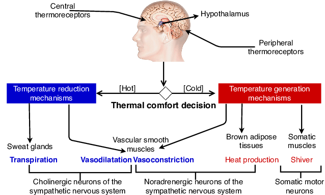 Thermoregulation negative feedback