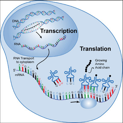 Translation at a ribosome