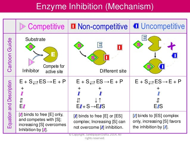 Competitive and noncompetitive inhibition