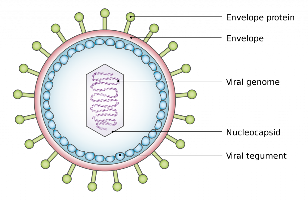 Basic Structure of a Virus