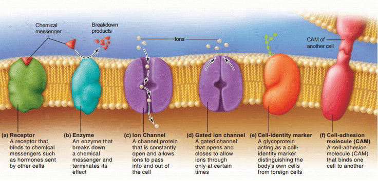 Fluid mosaic model of the cell membrane