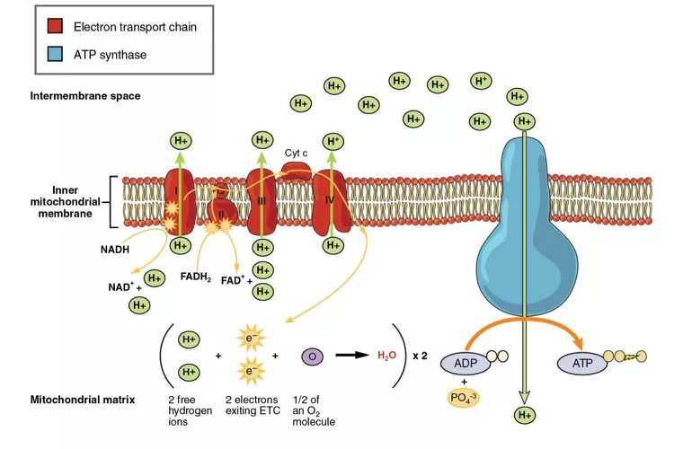 Mitochondrial electron transport chain