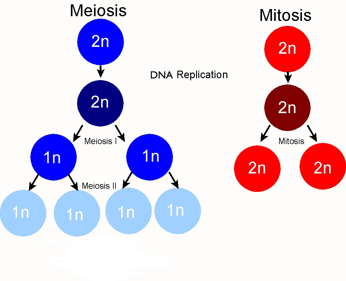 Overview of Cell Division Outcomes