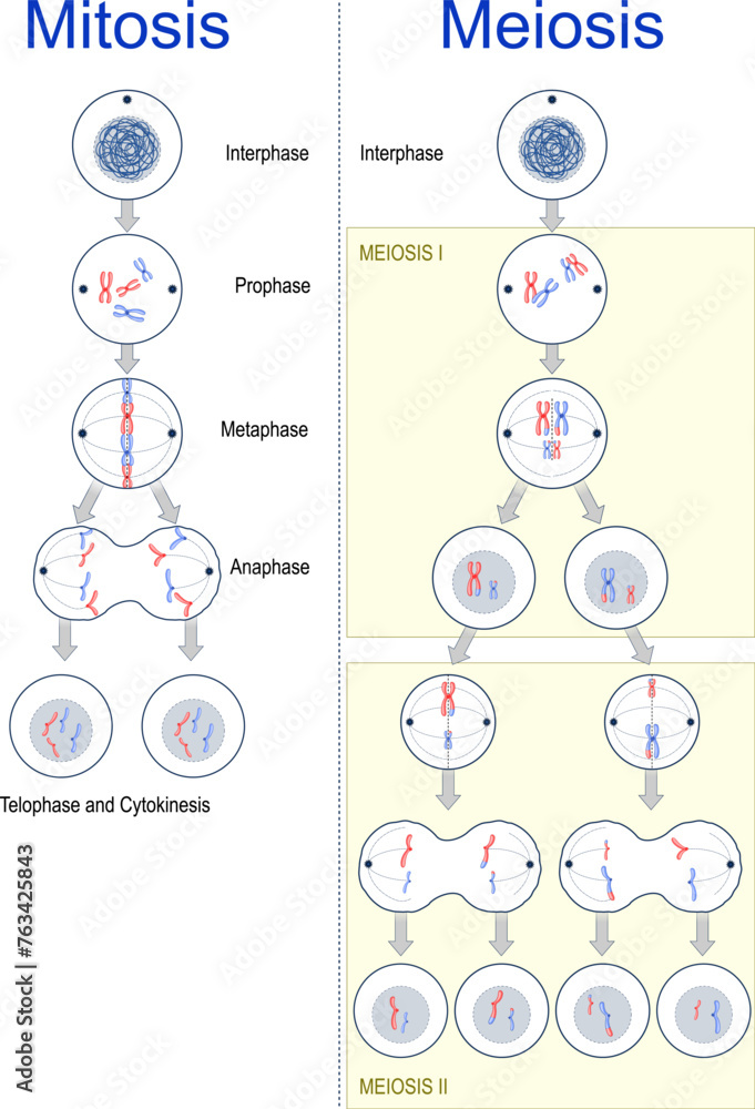 Nondisjunction during meiosis
