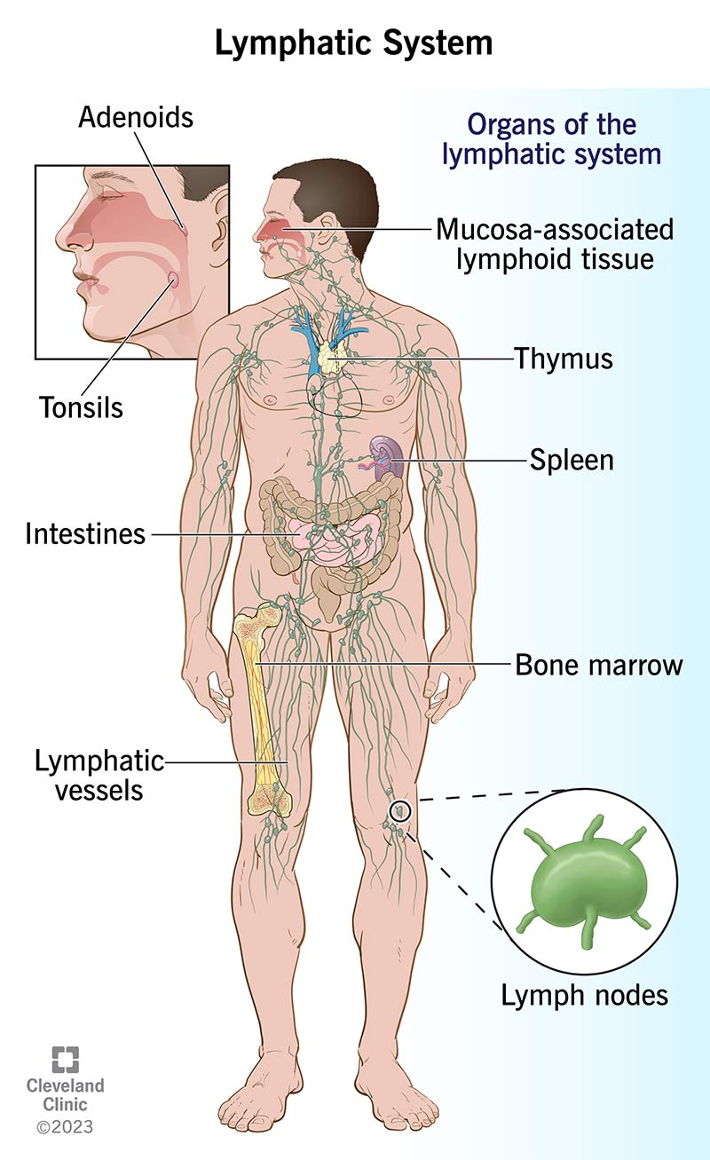Lymphatic vessel and node network