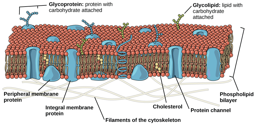 The Nucleus and Endoplasmic Reticulum
