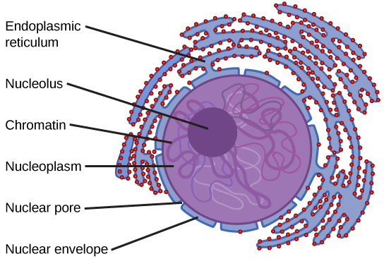 The Fluid Mosaic Model of the Cell Membrane