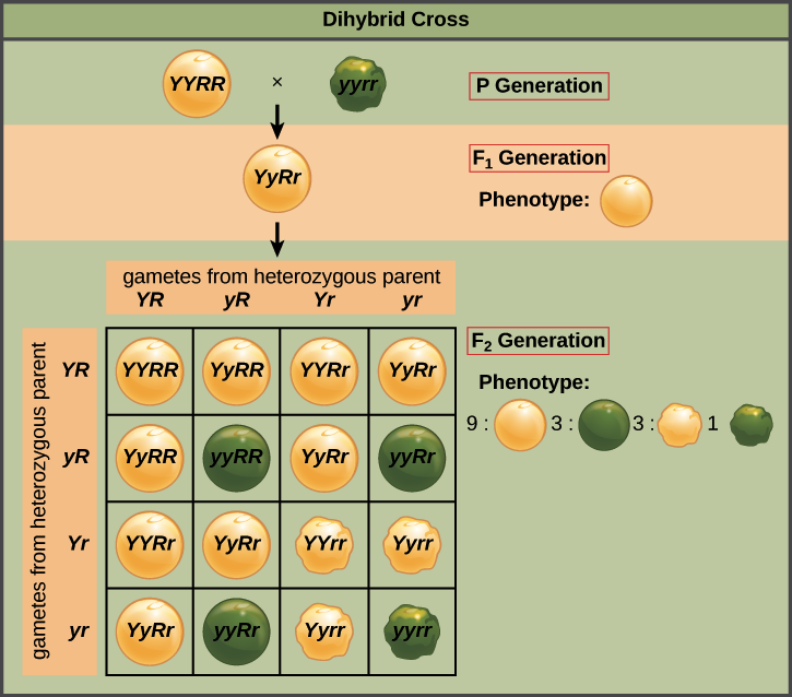 Dihybrid Punnett square