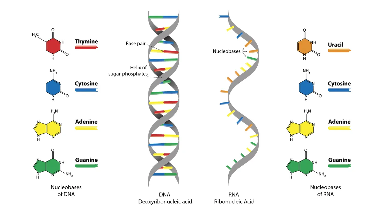 Structure of a DNA nucleotide