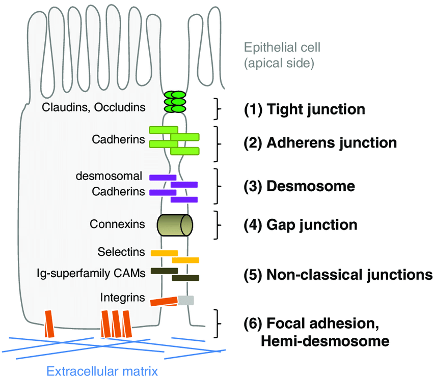 Diagram showing Tight Junctions, Adherens Junctions, Desmosomes, and Gap Junctions