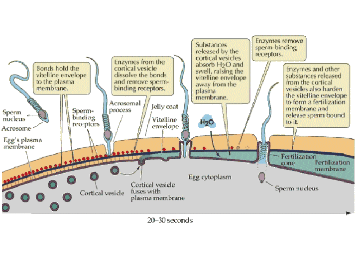 Ovarian and uterine hormone cycle