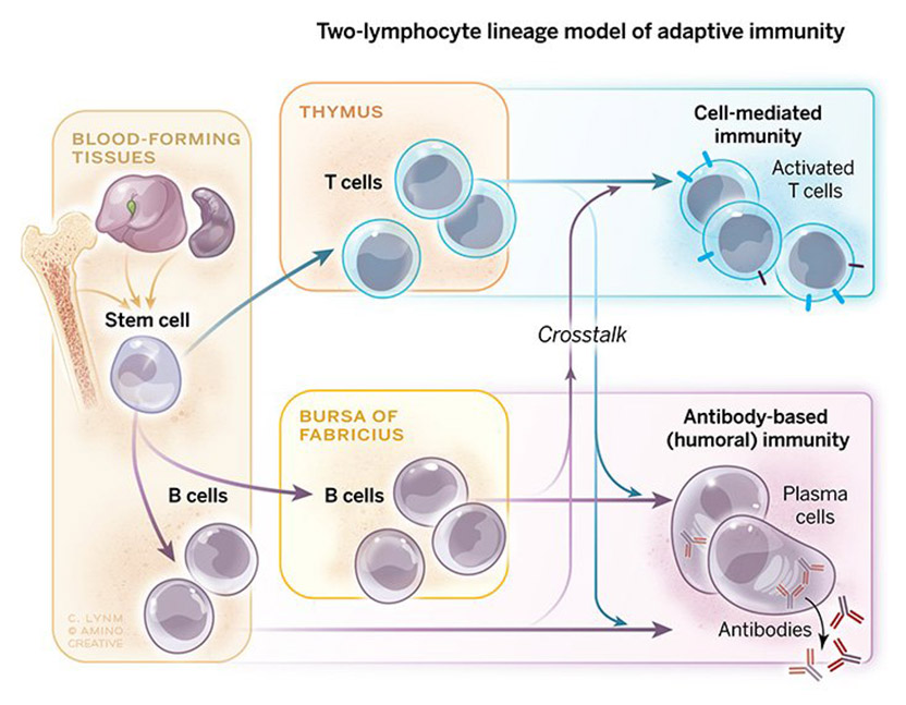 B cell clonal selection