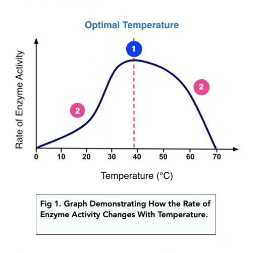 Temperature and enzyme activity graph
