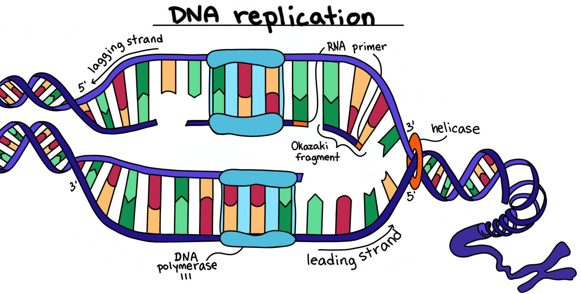 DNA replication fork with leading and lagging strands