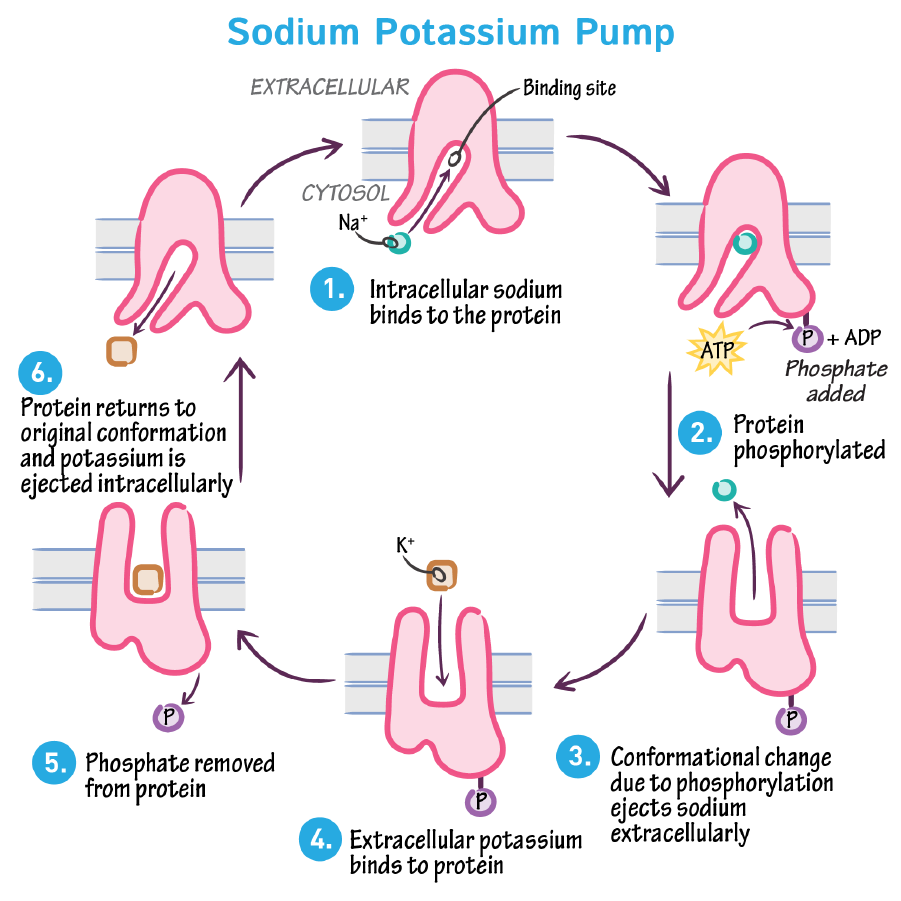 The Sodium-Potassium Pump (Active Transport)