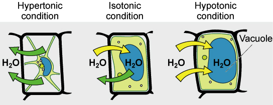 Osmosis in Plant Cells