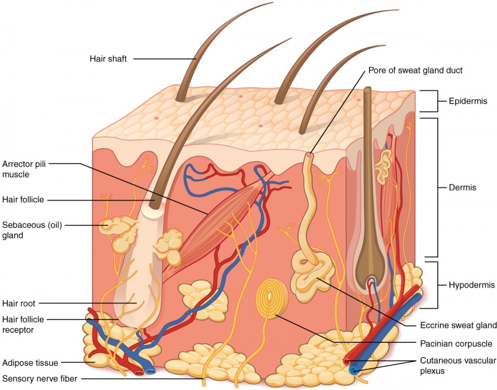 Cross section of human skin