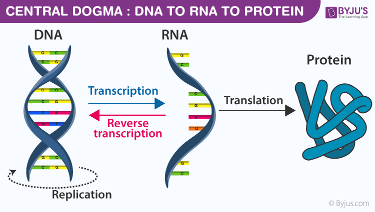 Transcription of DNA into RNA