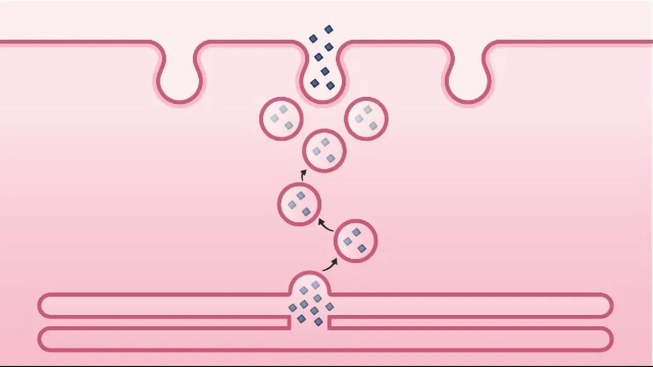 Enzyme-Substrate Binding
