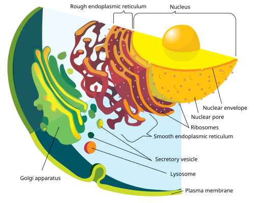 The Endomembrane System